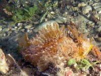 Plumed Scorpionfish 2