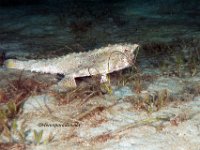 Polka-Dot Batfish