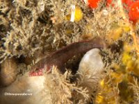 Rosy Blenny