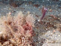 Sailfin Blenny