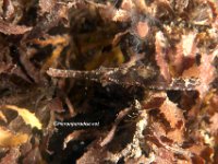 Shortfin Pipefish