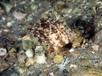 Slender Filefish