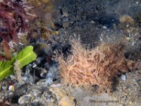 Striated Frogfish 1