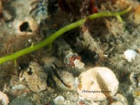 Whitenose Pipefish 1