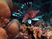 Lionfish