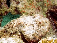 Scorpionfish