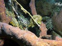 Frogfish