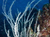 Gorgonian Coral