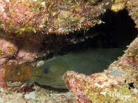 Green Moray Eel