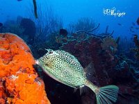 Honeycomb Cowfish 2