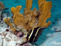 Juvenile French angelfish