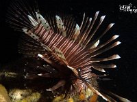 Lionfish