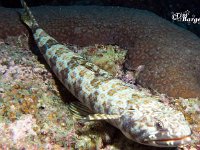 Lizardfish