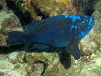 Midnight Parrotfish 1