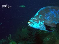 Midnight Parrotfish 3