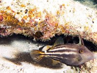 Orange Spotted Filefish 2