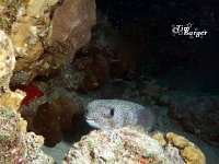 Porcupinefish