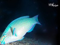 Queen Parrotfish