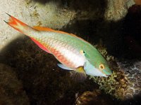 Red Banded Parrotfish