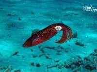 Reef Squid