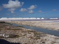 Salt Harvest