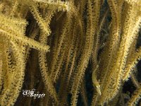 Slender Filefish