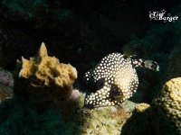 Smooth Trunkfish