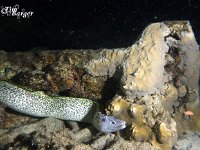 Spotted Eel