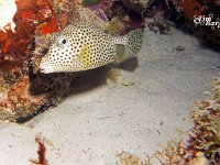 Spotted Trunkfish 2