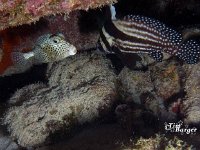 Spotted Trunkfish and Drum