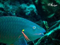 Stoplight Parrotfish 2