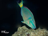 Stoplight Parrotfish