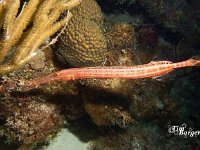 Trumpetfish