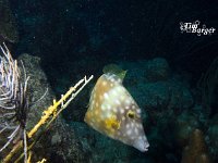 White Spotted Filefish 3