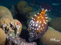 White Spotted Filefish 4