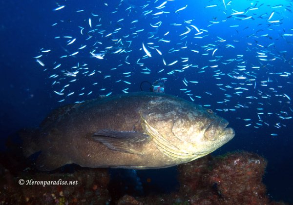 Goliath Grouper 9:21